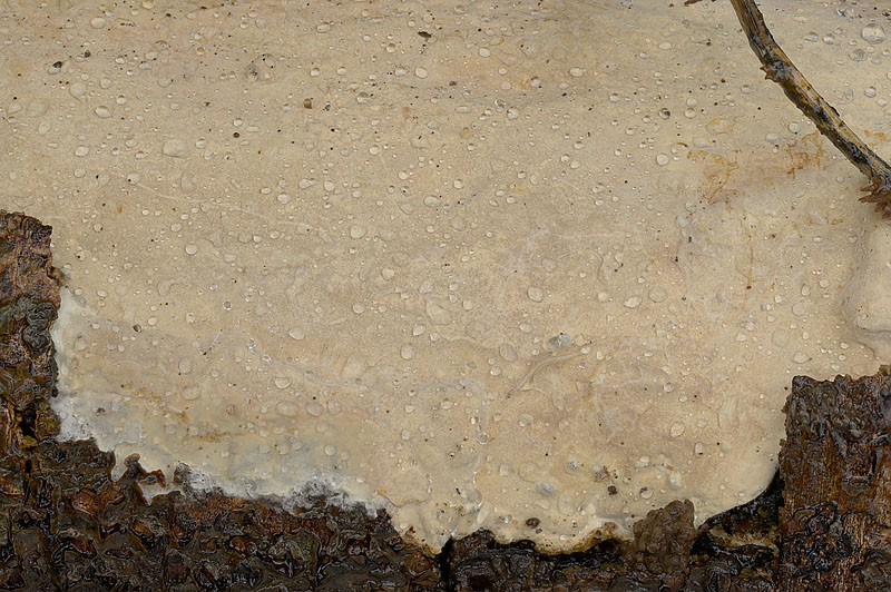 Scytinostroma portentosum